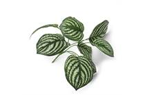 Coco Maison COCO MAISON  Peperomia Bush kunstbloem H30cm